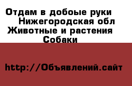 Отдам в добоые руки!!!! - Нижегородская обл. Животные и растения » Собаки   
